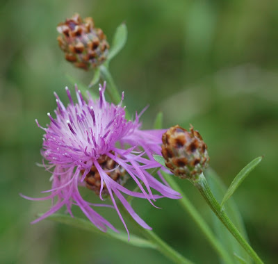 Knapweed flower and buds