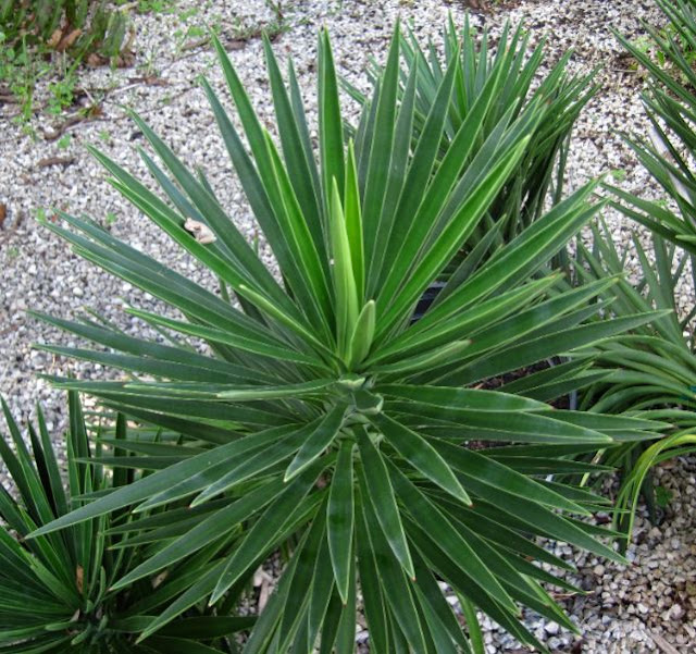 Tanaman Tombak Raja atau Yucca aloifolia