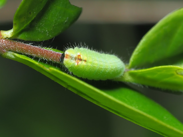 ウラゴマダラシジミ幼虫（3齢）