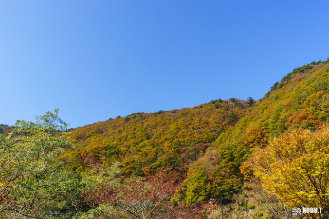 山を彩る紅葉～本栖湖西岸