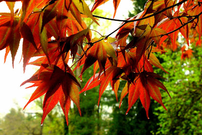 Japanese maple (Copyright © 2013 Anne Guérard Coletta)