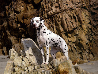 fotos tiernas de animales