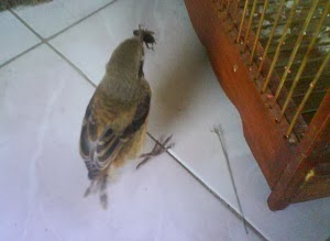 CARA MERAWAT BURUNG CENDET ANAKAN YANG BENAR