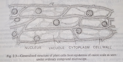 Structure of a typical plant cell-digieduco