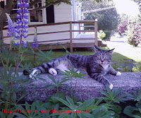 Cat in the Garden