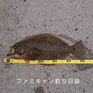 泳がせ釣りで釣ったヒラメ
