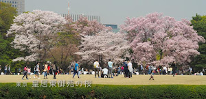 皇居東御苑の桜（満開時）