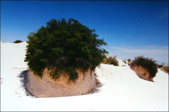 Gypsum_plant_stand