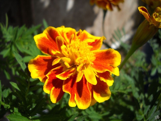 DSCN9651