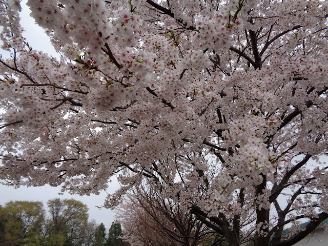 伯耆町総合スポーツ公園のソメイヨシノ桜