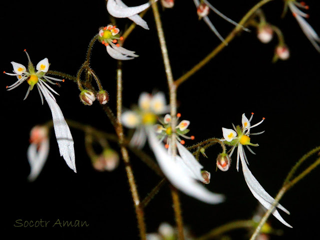 Saxifraga cortusaefolia