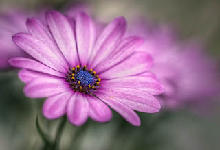 Collection-Of-Flower