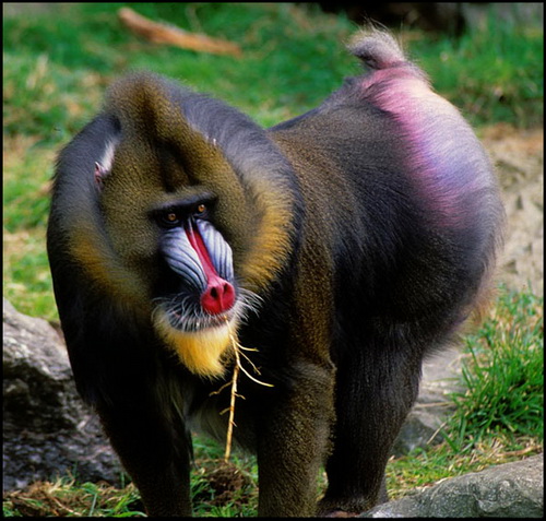 Bicara Monyet  Mandrill Paling Besar Di Dunia