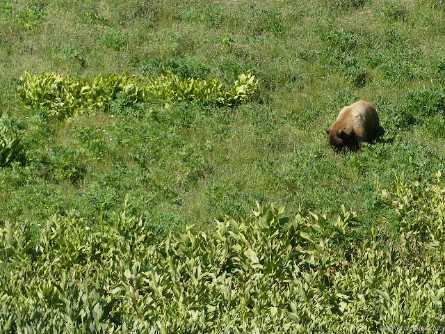 black bear of blond fur