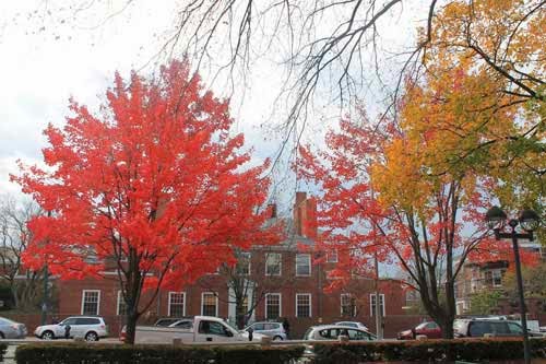 Boston ngập trong sắc vàng ngày cuối thu