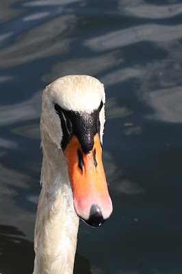 Knobbelswan - Knobbelzwaan - Cygnus olor