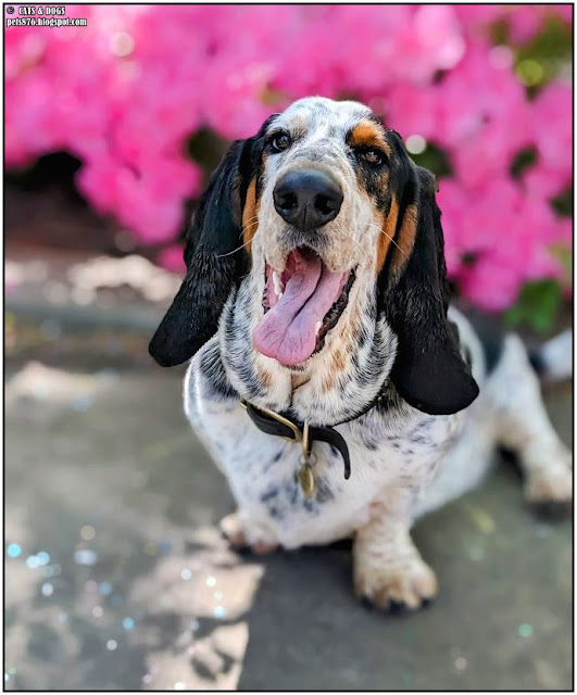 basset hound