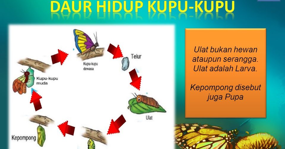 Jenis jenis Binatang  Di Dunia Daur  Hidup  Kupu Kupu  dan 