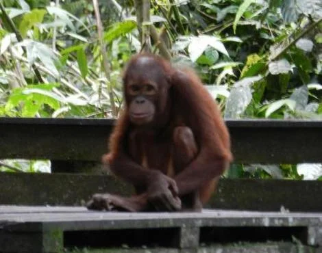 Bornean Orangutan Özellikleri