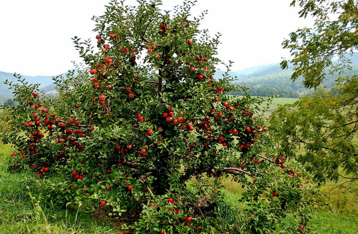 Merencanakan Liburan Impian ke Perkebunanan Apel Dwi 