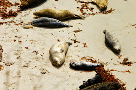 Seals at China Cove Point Lobos State Reserve