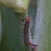 The caterpillar in Sri Lanka
