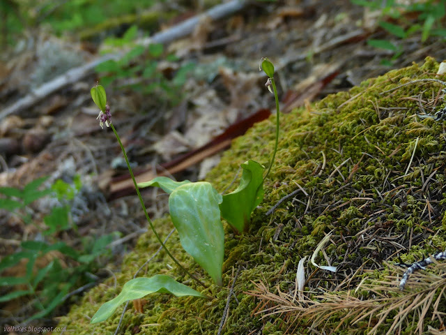 three cornered seed pod