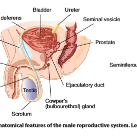 The Male Reproductive System Structure With Figures