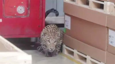 Lagi Asik Main HP, Bocah Ini Berani 'Kurung' Macan Tutul yang Masuk ke Gedung Pernikahan