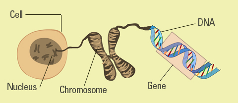How are genes present in a chromosome.? | Socratic