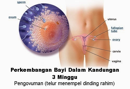 Perkembangan bayi dalam kandungan 3 minggu, perkembangan bayi ibu hamil 3 minggu, hamil minggu ketiga, petanda hamil usia 3 minggu, keadaan ibu hamil ketika umur kandungan 3 minggu, kondisi ibu hamil minggu ketiga, cara menentukan usia bayi umur 3 minggu, bila tarikh mengandung, gambar bayi janin 3 minggu, alahan mengandung, morning sickness, mual, muntah, kurang selera makan, berat badan wanita hamil turun