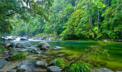 daintree rainforest