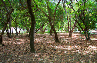 Parque das Dunas Natal