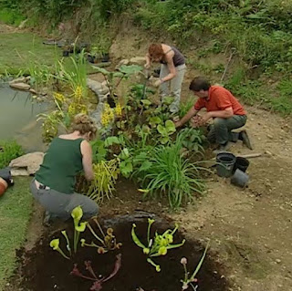 Further plants are planted around the pond and bog garden