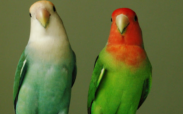 Parrots Birds