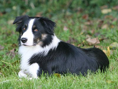 Fotos de cachorros Border Collie