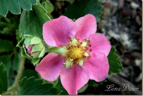 OStrawberry
