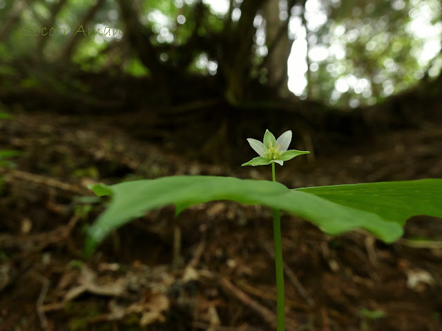 Trillium tschonoskii