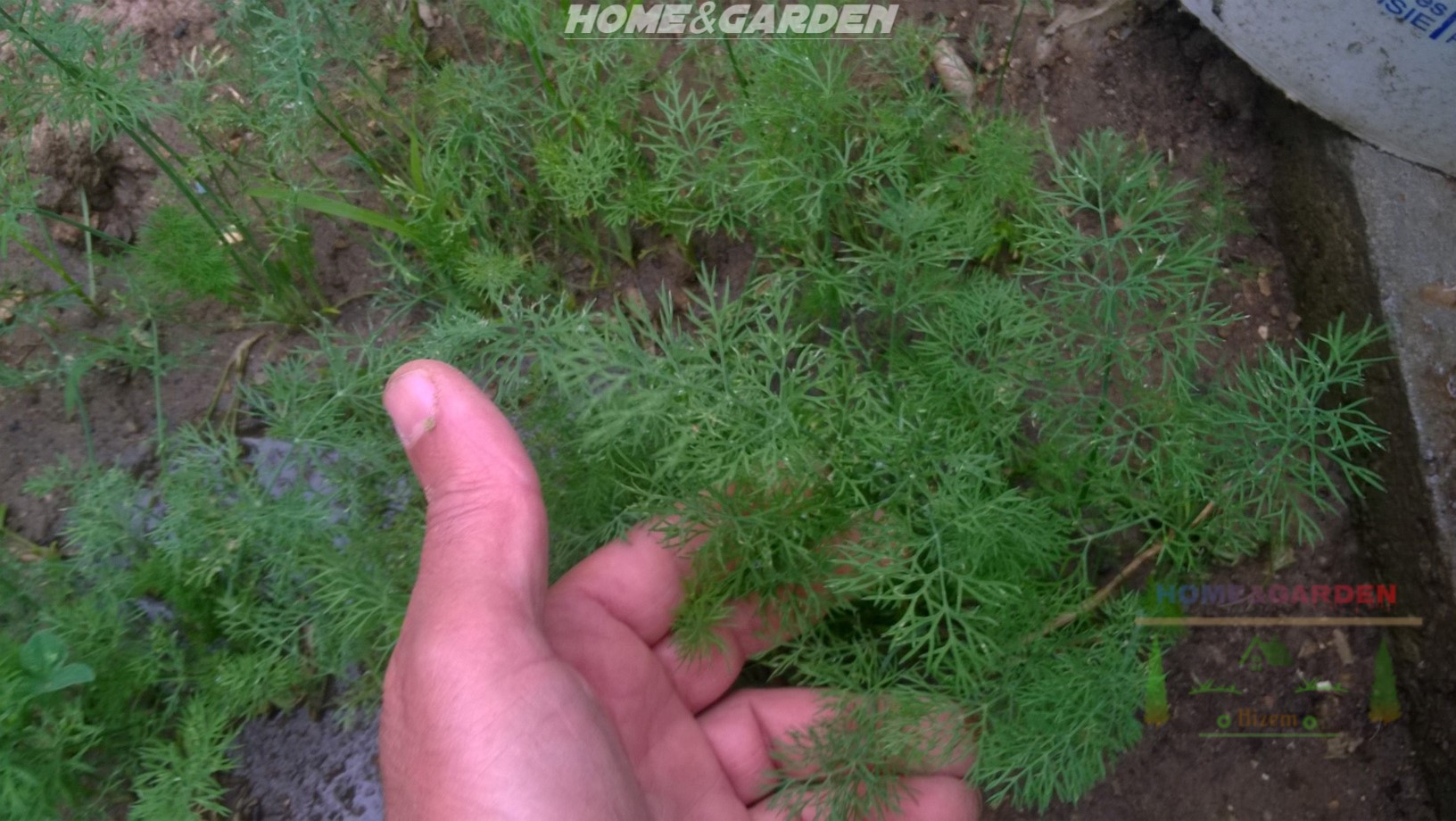 Sow additional seeds every 3-4 weeks for a continuous fresh harvest of dill. If you want to continue to enjoy fresh dill all through the summer and fall, you can continue planting new seeds every few weeks until about 3 months before the first frost.