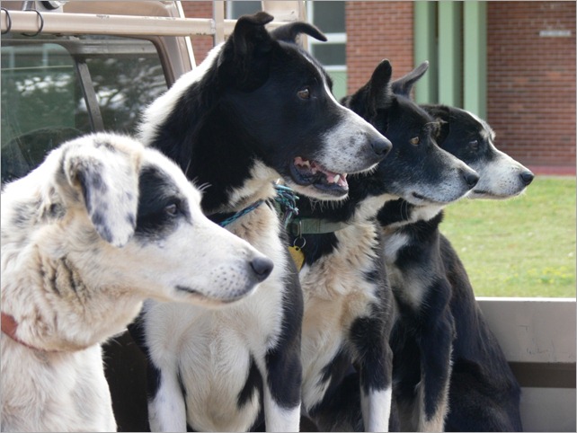 4 dogs ute