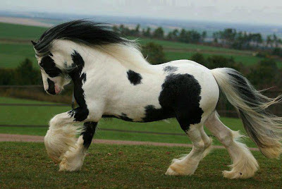 caballo blanco y negro al galope