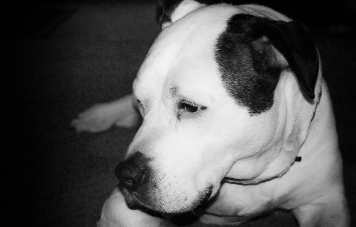 roxy (1)