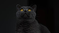 sejarah british shorthair