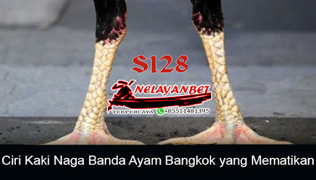 Ciri Kaki Naga Banda Ayam Bangkok yang Mematikan