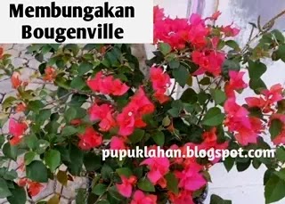 5+ Cara Mudah Membungakan Bougenville atau Kembang Kertas, Termasuk Pupuk?