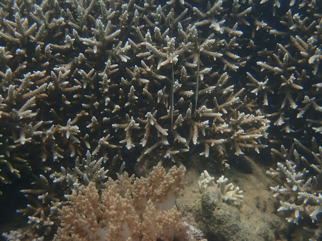 Aeoliscus strigatus