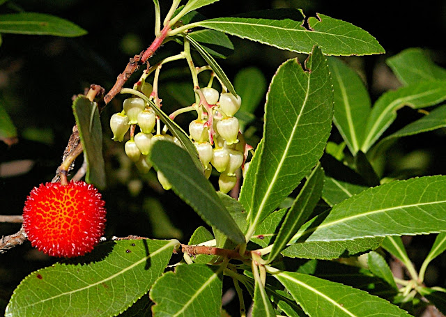 Arbutus