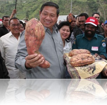 SBY pertanian ubi jalar1