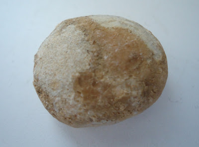 Fossil Tortoise/Turtle egg 