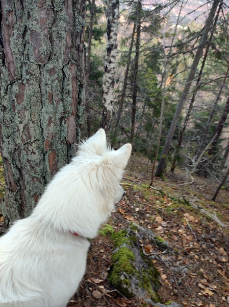vik røyse hvit gjeterhund gjesvalåsen